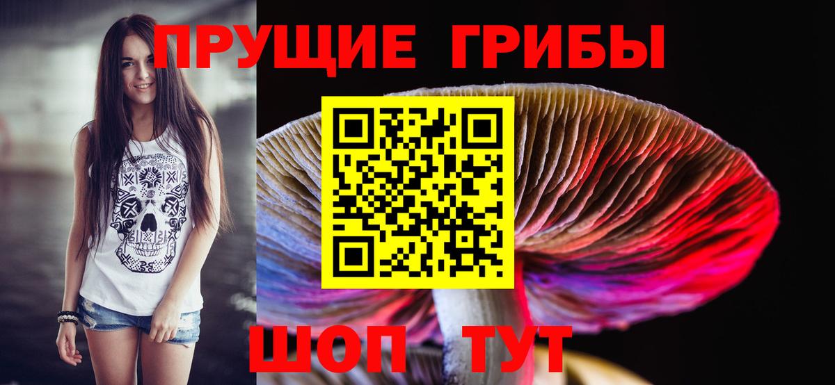 Псилоцибиновые грибы Psilocybe Новокузнецк